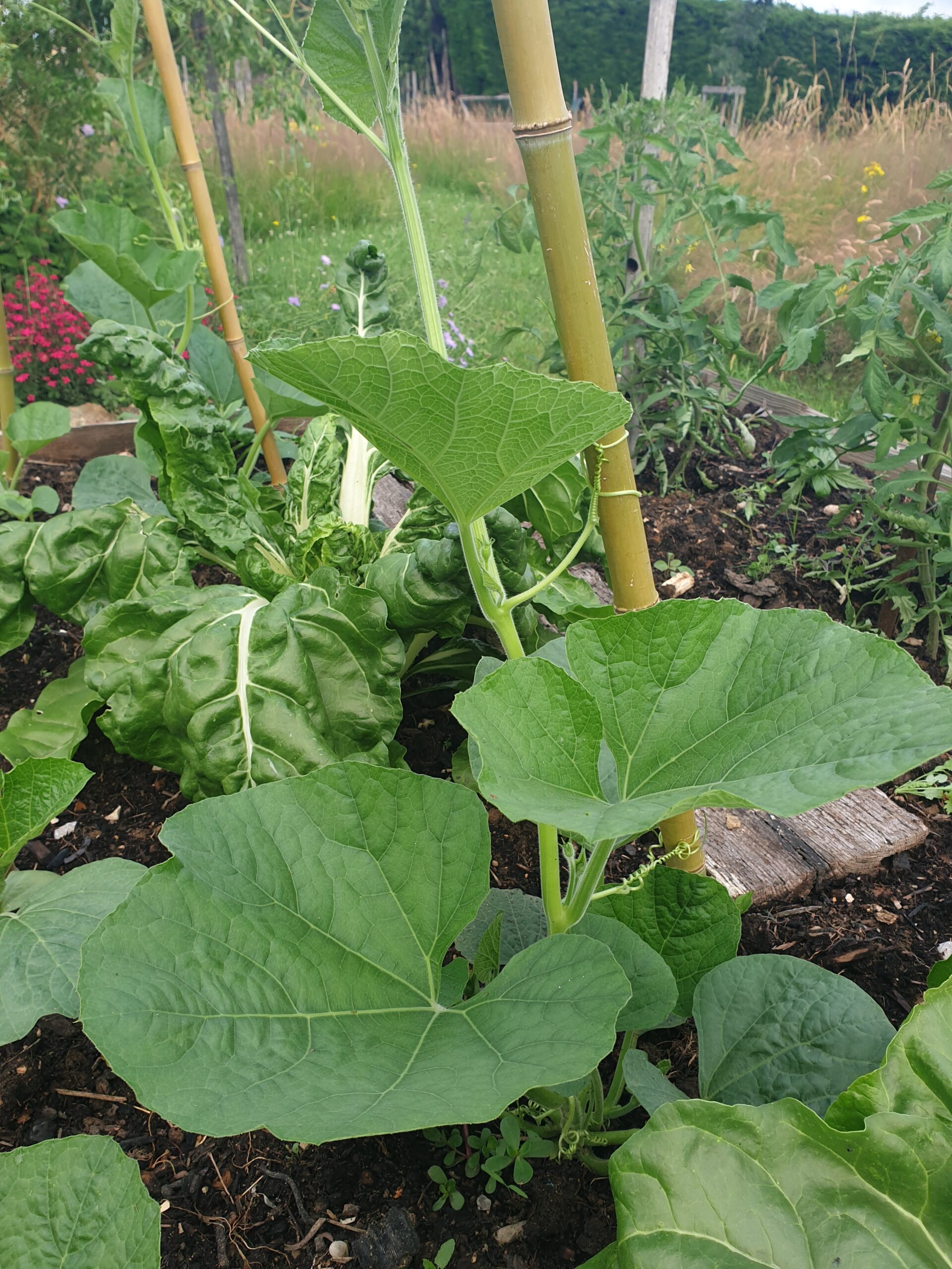 culture courge gourde