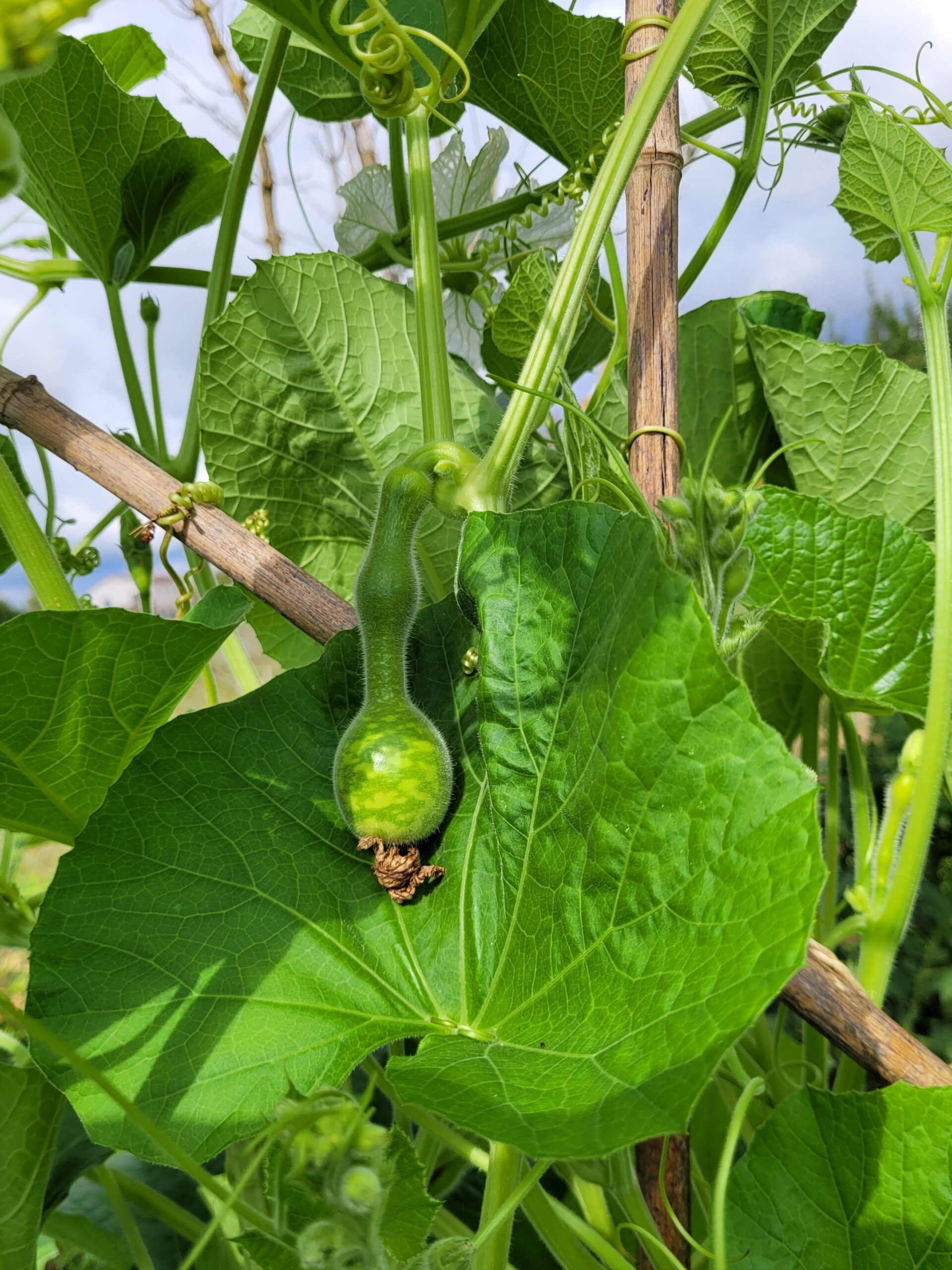 culture courge décorative