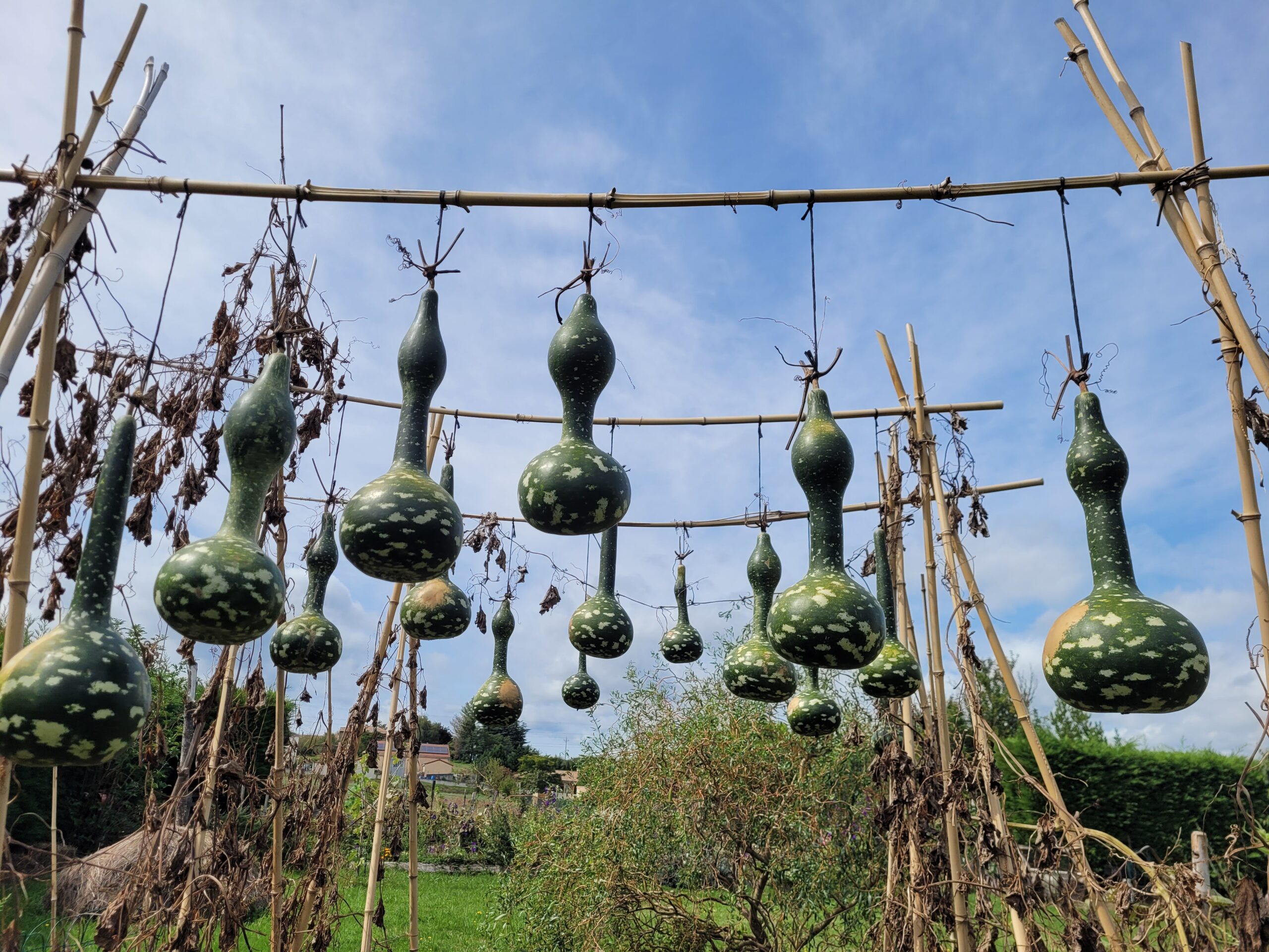 culture courges gourdes