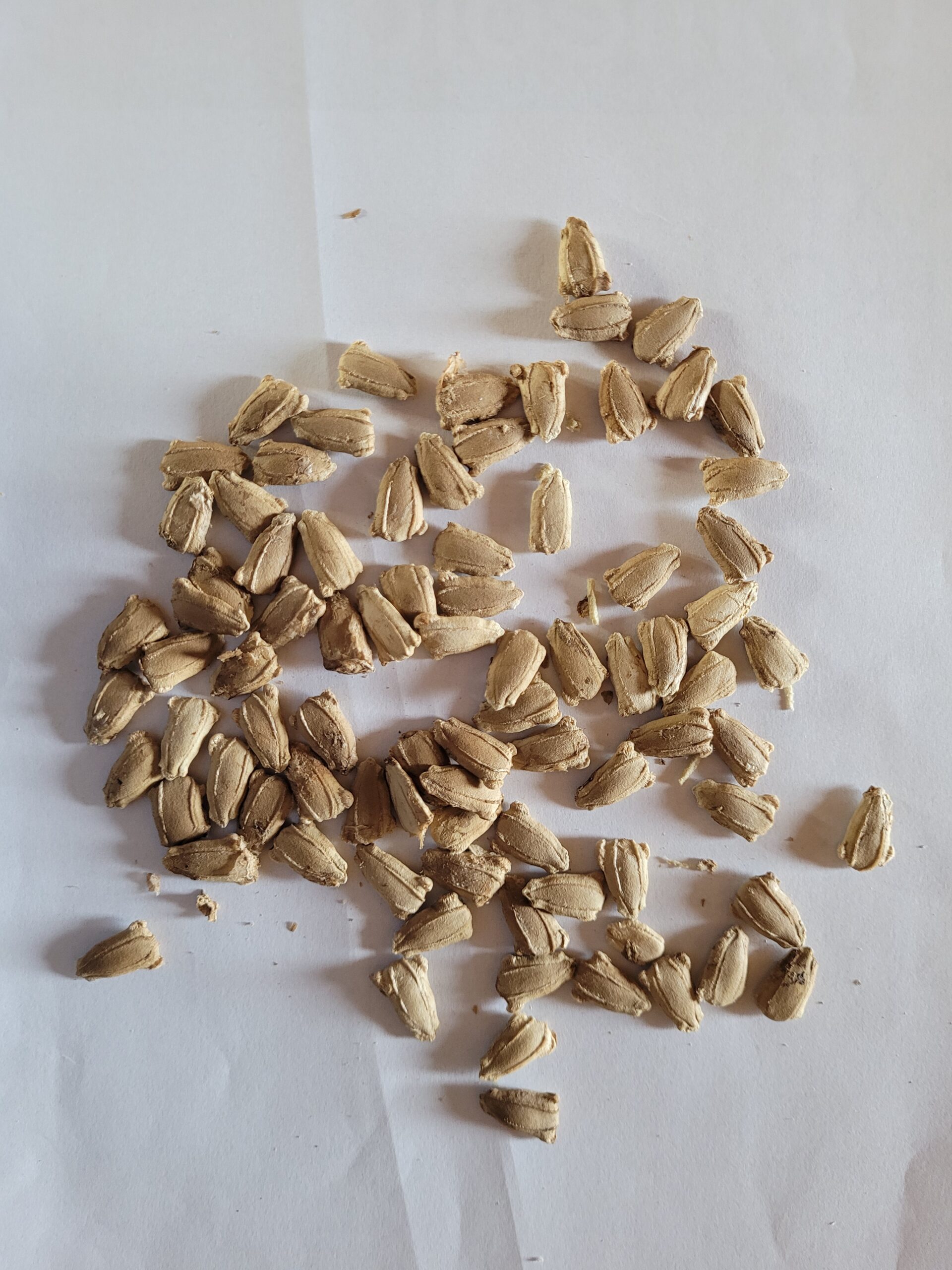 culture courge d'ornement