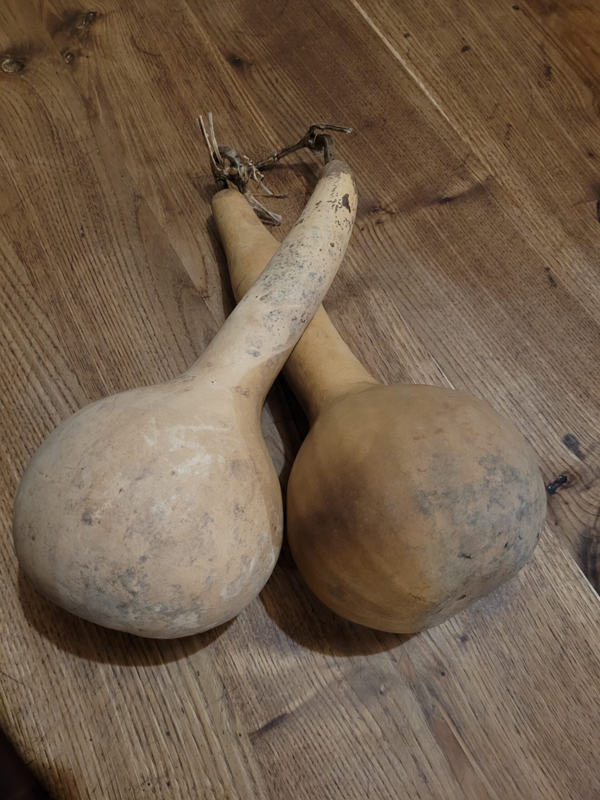 sculpture sur courge