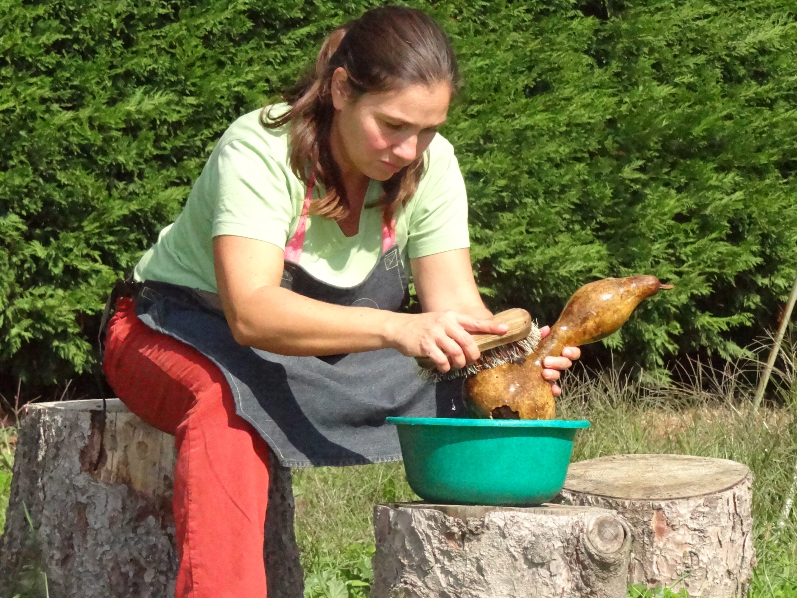 nettoyage des courges gourdes